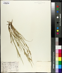 Carex garberi image