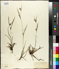 Carex glaucodea image