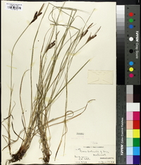 Carex goodenowii image