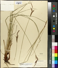 Carex goodenowii image