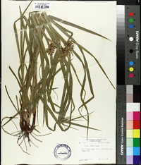 Carex grayi image