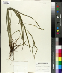 Carex grisea image