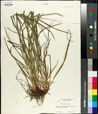 Carex grisea image