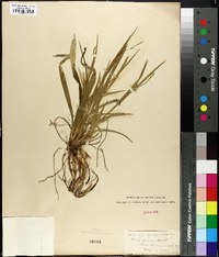 Carex grisea image