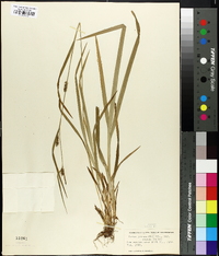 Carex grisea image