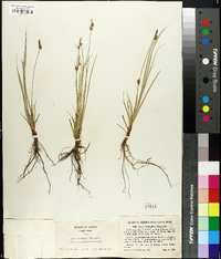 Carex inops subsp. heliophila image