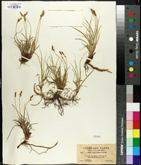 Carex inops subsp. heliophila image