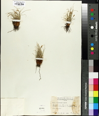 Carex hepburnii image