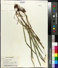 Carex hirtifolia image