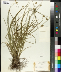 Carex hoodii image