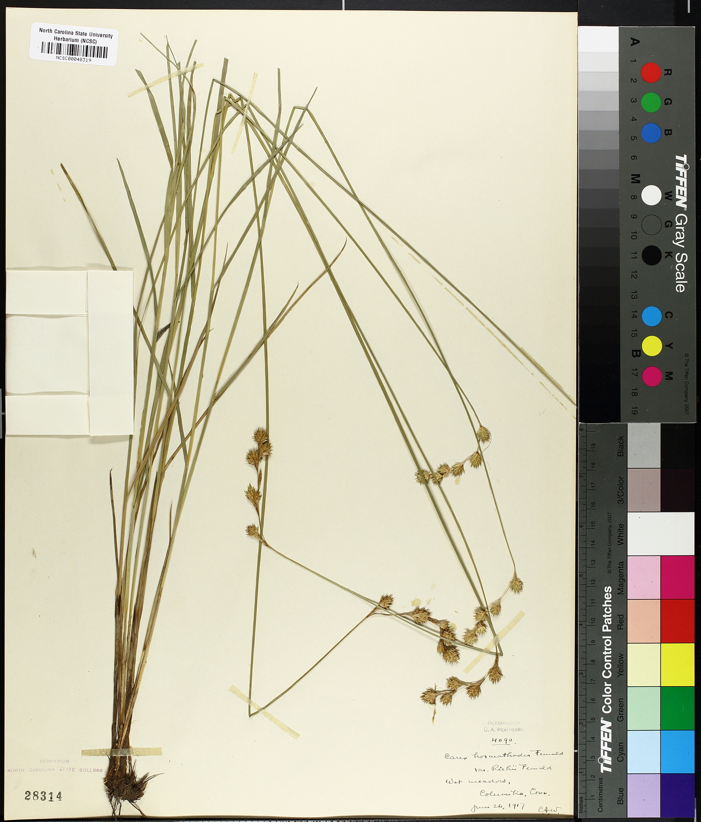 Carex hormathodes image