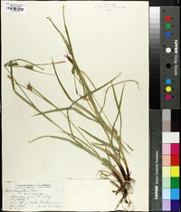 Carex houghtonii image