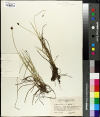 Carex illota image