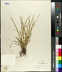 Carex jamesii image