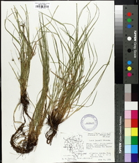 Carex jamesii image