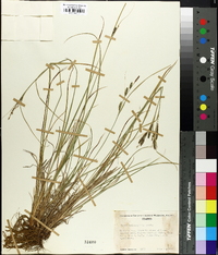 Carex kelloggii image