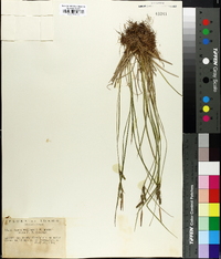 Carex kelloggii image