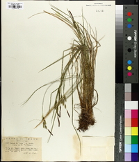 Carex kelloggii image