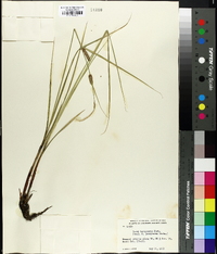 Carex lasiocarpa image