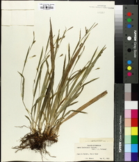 Carex laxiculmis image