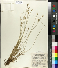 Carex leavenworthii image