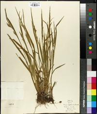 Carex leptonervia image