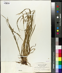 Carex leptonervia image