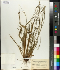 Carex leptonervia image