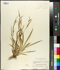 Carex leptonervia image