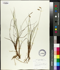 Carex limosa image