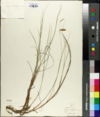 Carex limosa image