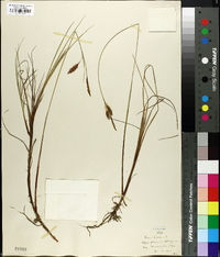 Carex limosa image