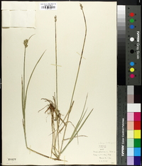 Carex longii image