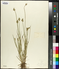 Carex longii image