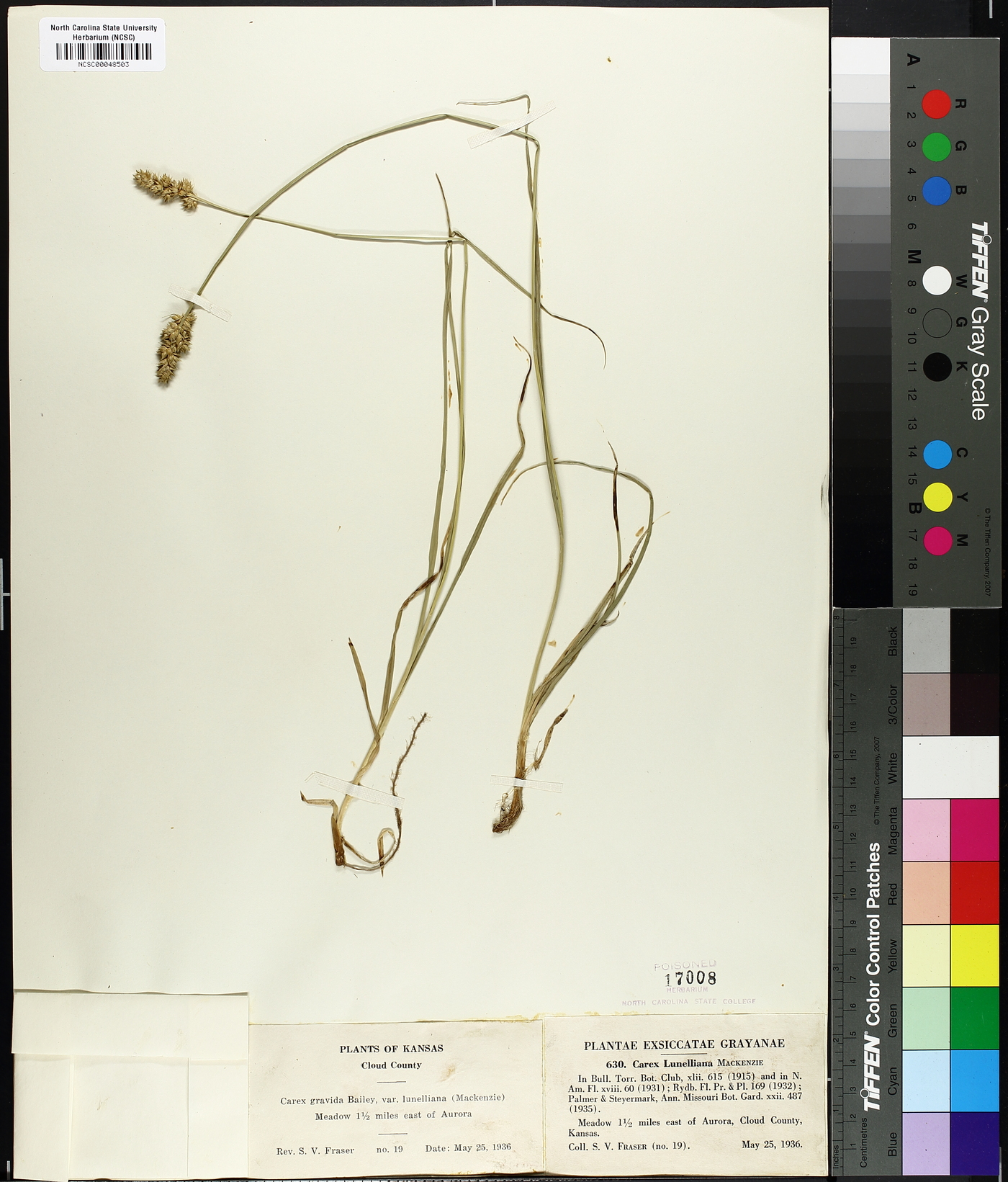 Carex lunelliana image