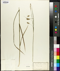 Carex laevigata image