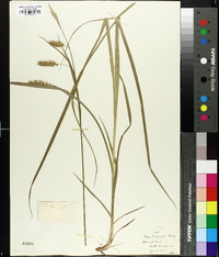 Carex laevigata image