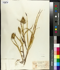 Carex macrocephala image