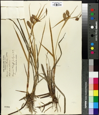 Carex macrocephala image