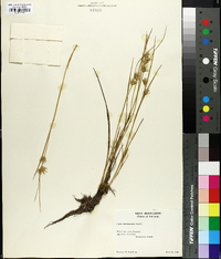 Carex michauxiana image