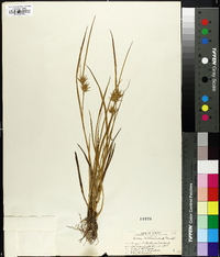 Carex michauxiana image