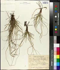 Carex microrhyncha image