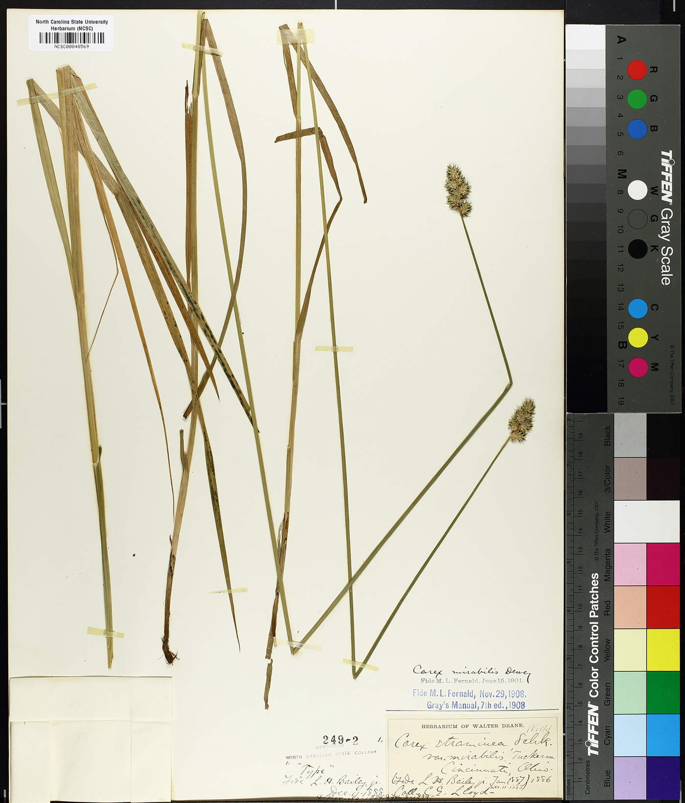 Carex mirabilis image