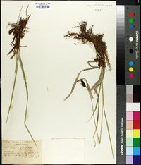 Carex miserabilis image