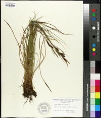 Carex nigra image