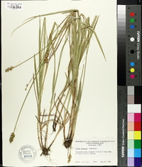 Carex normalis image