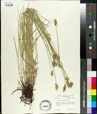 Carex normalis image