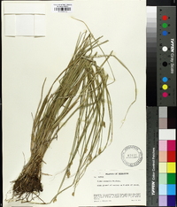 Carex normalis image