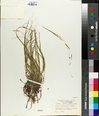 Carex novae-angliae image