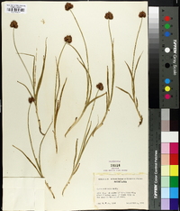 Carex haydeniana image